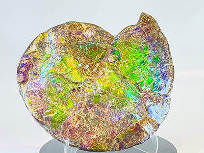 Ammolite Fossil -  Placenticeras Meeki (double sided)