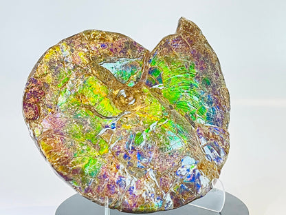 Ammolite Fossil -  Placenticeras Meeki (double sided)