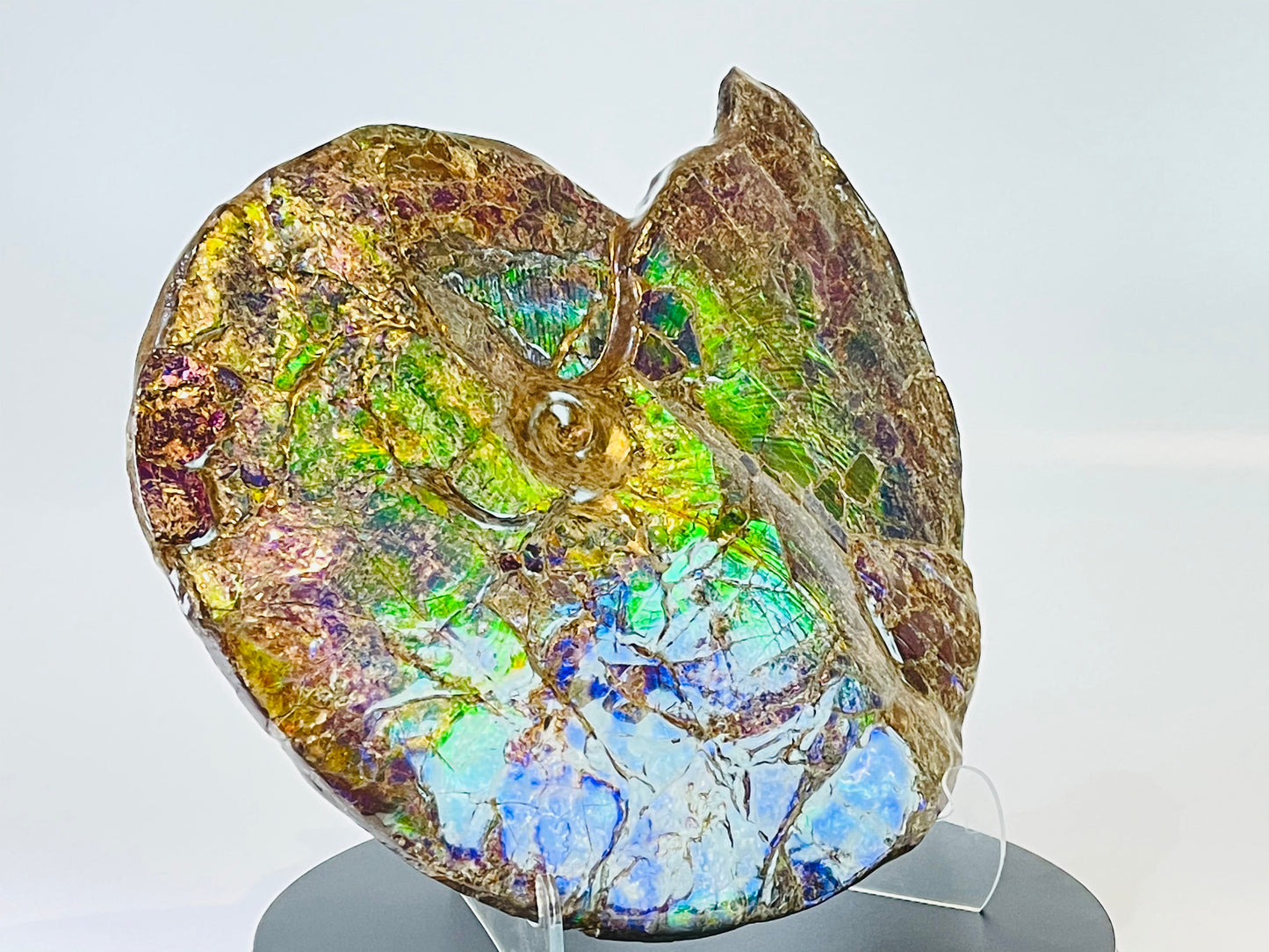 Ammolite Fossil -  Placenticeras Meeki (double sided)