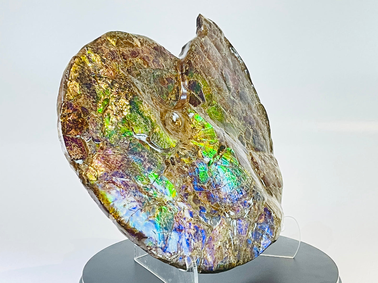 Ammolite Fossil -  Placenticeras Meeki (double sided)