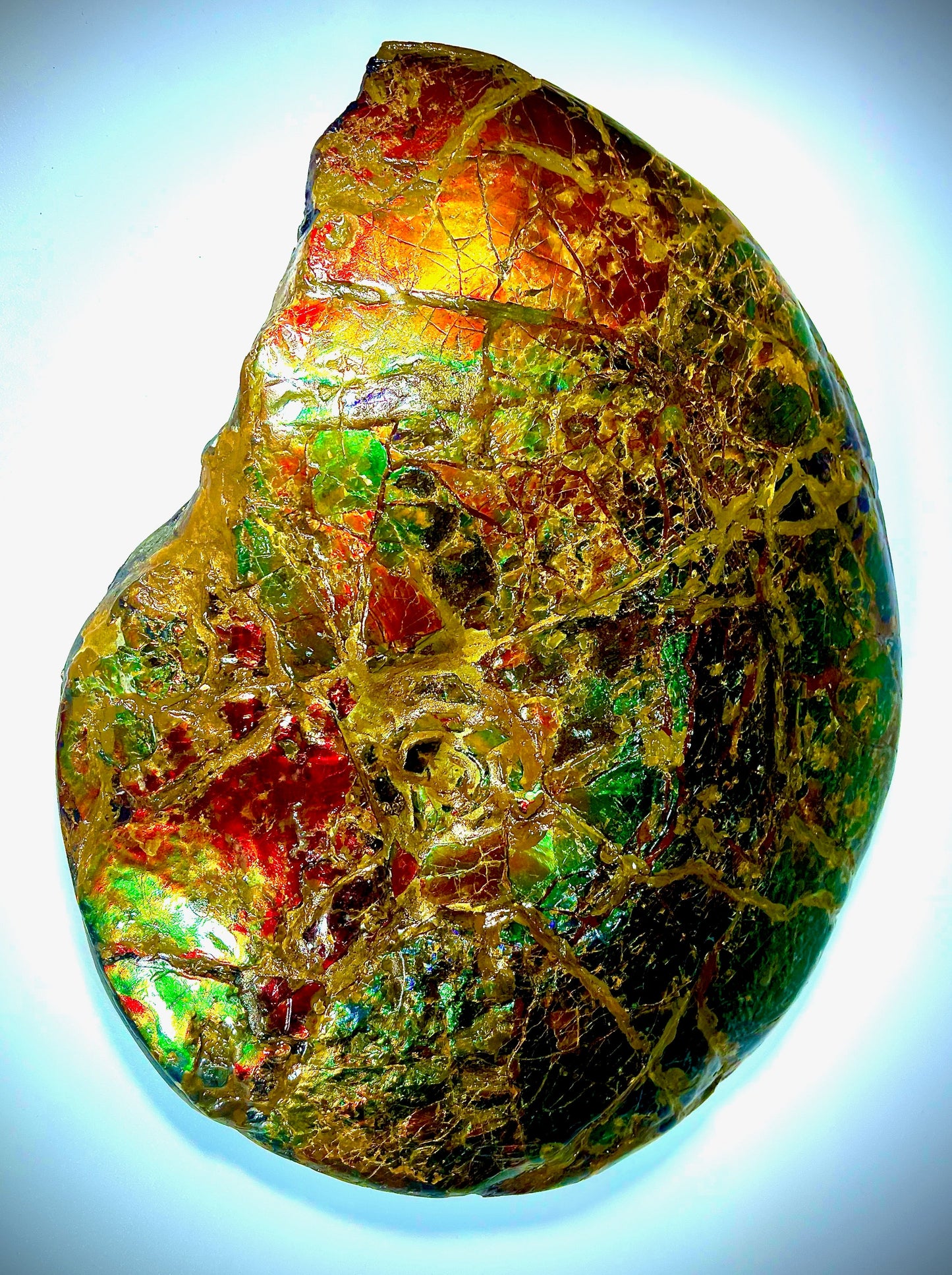 The Golden Meeki - Double Sided Ammolite