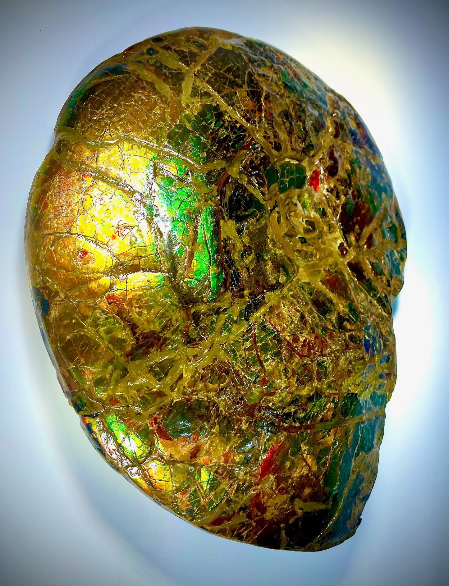 The Golden Meeki - Double Sided Ammolite