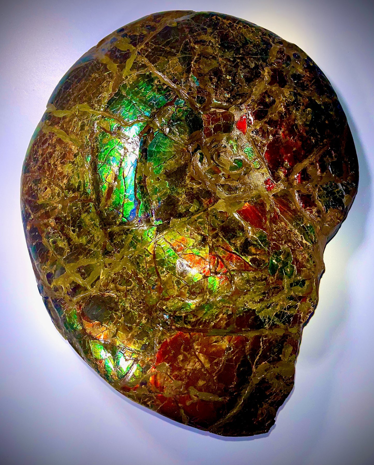 The Golden Meeki - Double Sided Ammolite