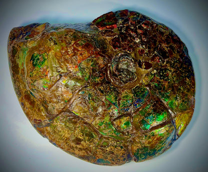 The Golden Meeki - Double Sided Ammolite