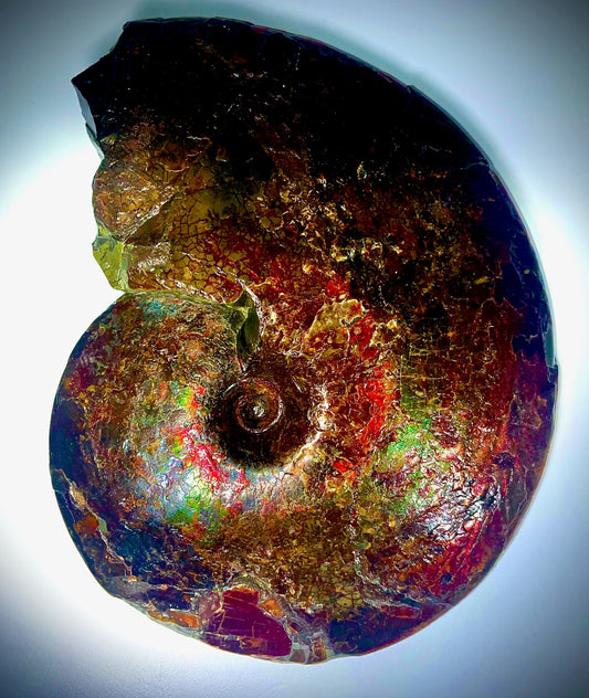 Watermelon Meeki - Double Sided Ammolite