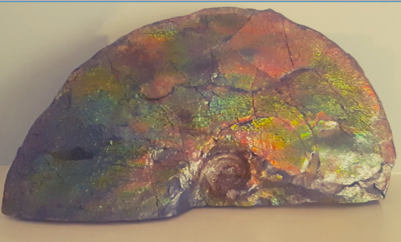 Ammolite Fossil - Blue Zone Rainbow Color