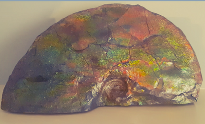 Ammolite Fossil - Blue Zone Rainbow Color