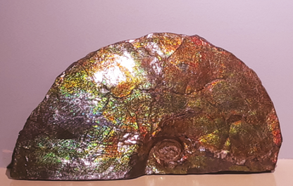 Ammolite Fossil - Blue Zone Rainbow Color