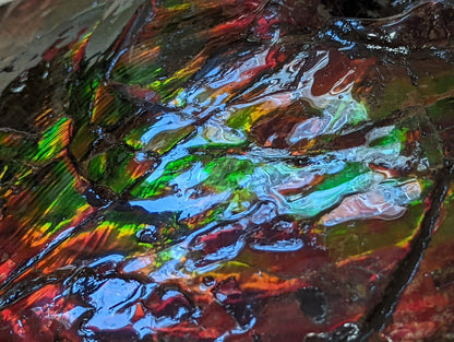 "Magic" The Ammolite