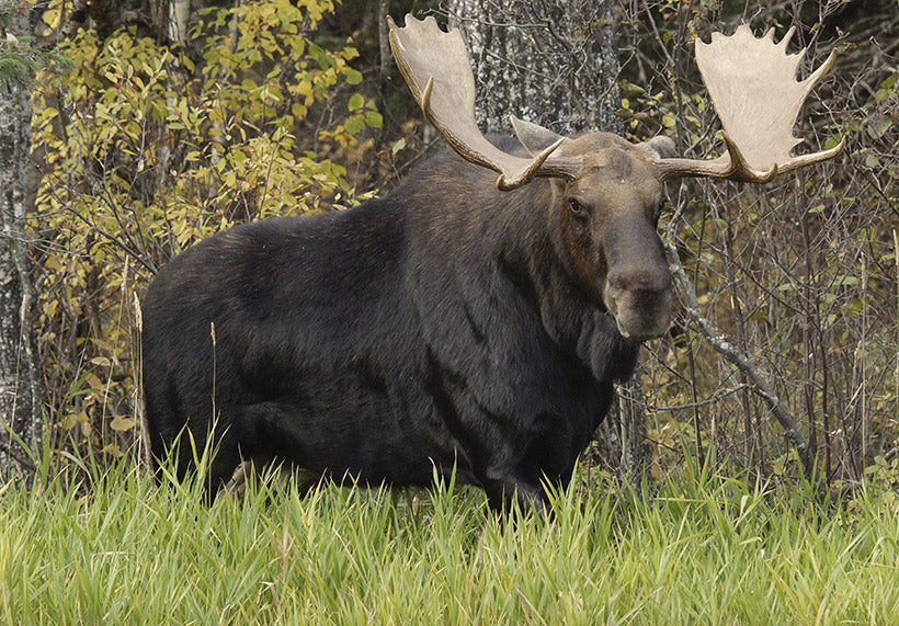 Headwind Antler